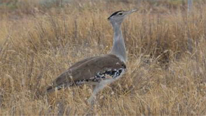 australian-bustard