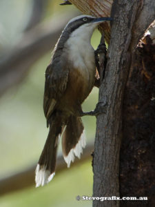 grey-crowned-babbler-37886