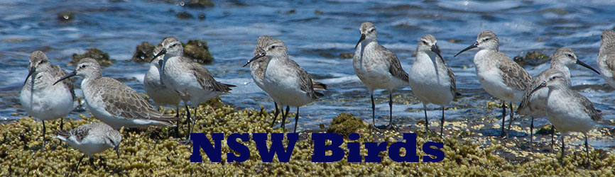 Birds NSW